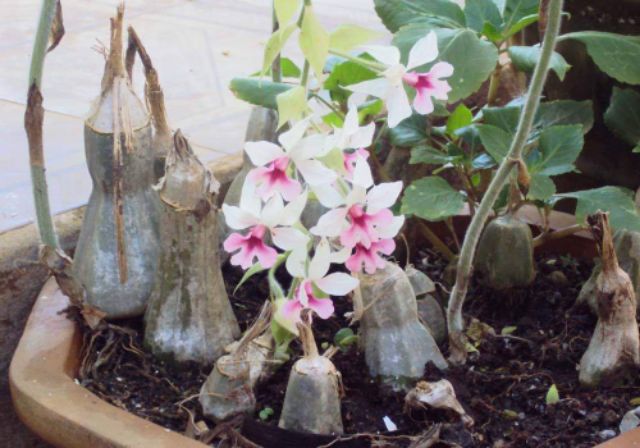 Củ hoa lan bầu rượu (củ nhỏ)