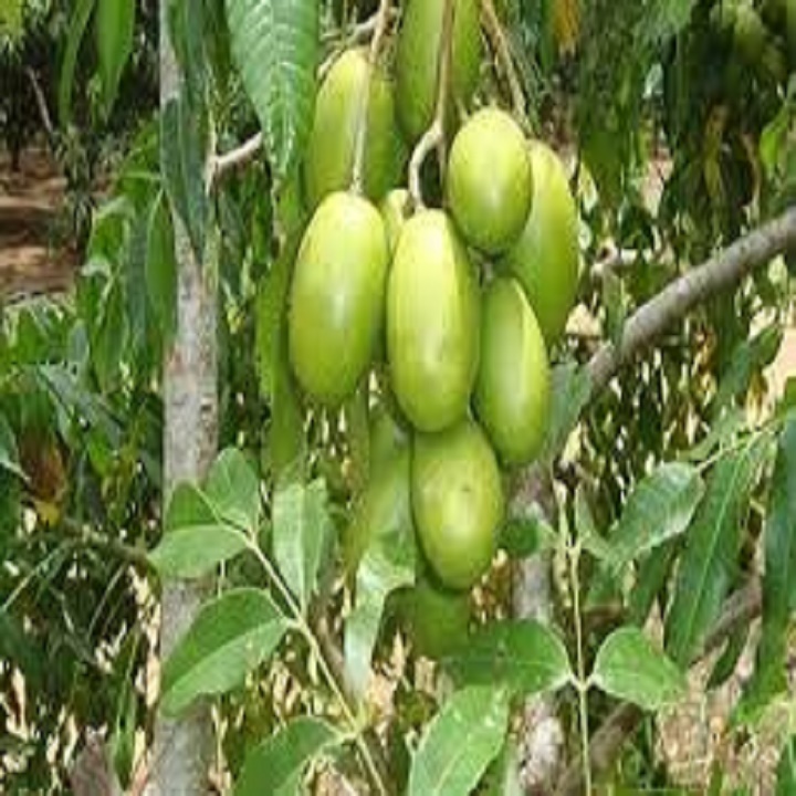 Cây CÓC THÁI LÙN SIÊU QUẢ, DÒNG QUẢ SỚM