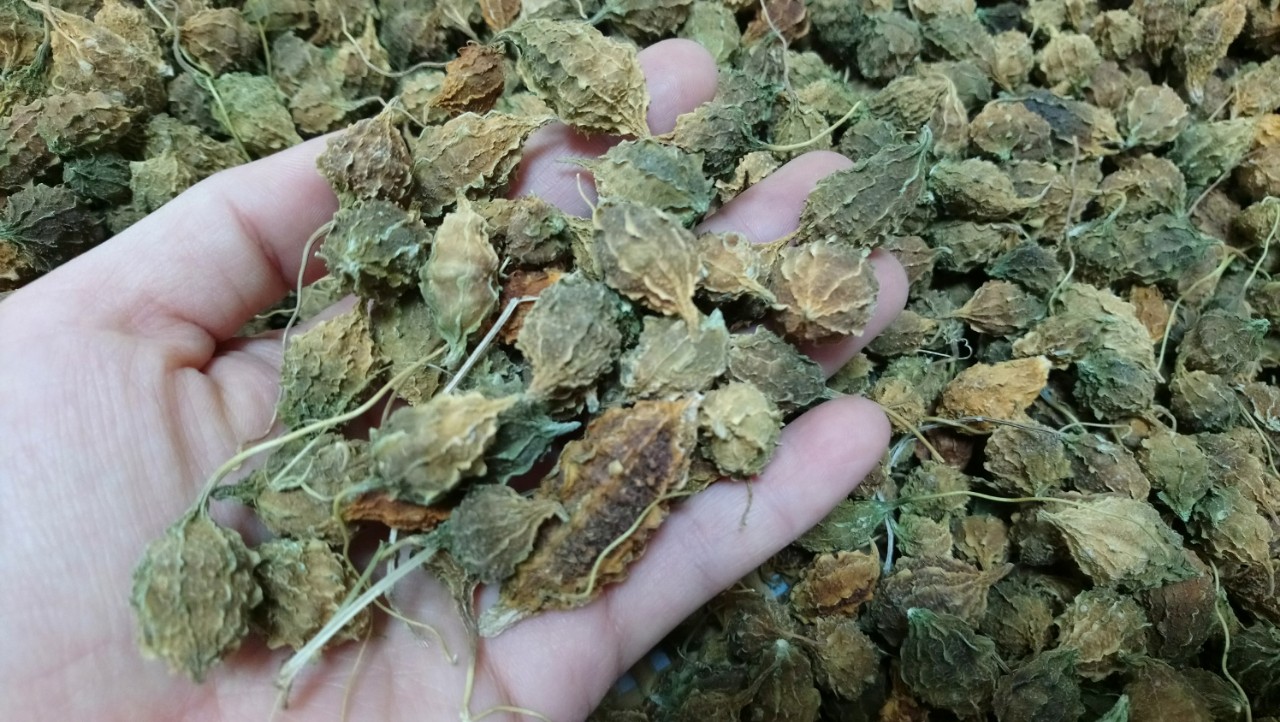 Trà túi lọc dây thìa canh