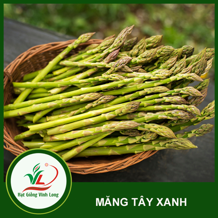 Hạt giống Măng tây xanh RD 636 - 0,2g