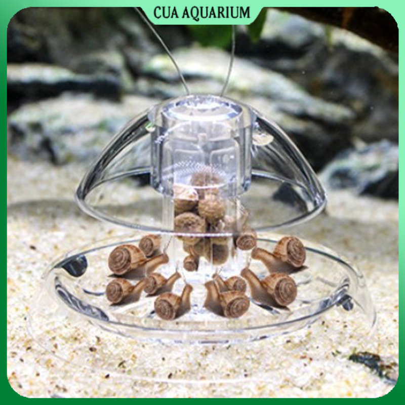 Bẫy ốc hại hồ thủy sinh bằng Mica