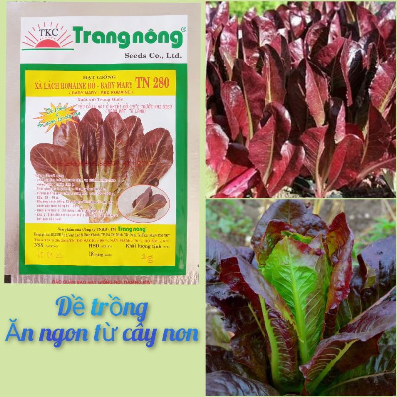 Hạt giống xà lách Romaine đỏ tím Trang Nông