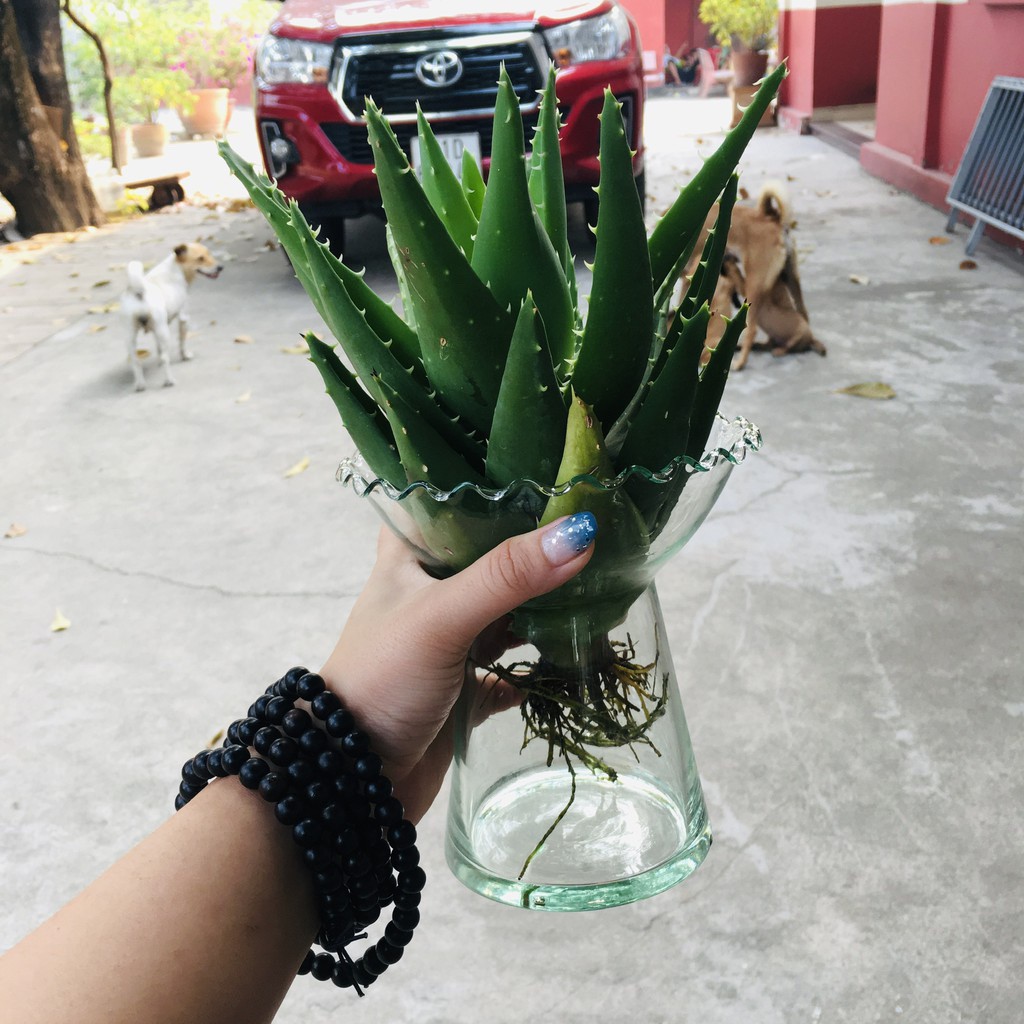 Bình thủy tinh trồng cây thủy canh (dáng ly chân)