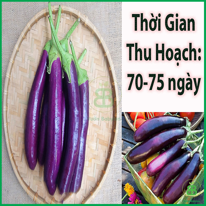 Hạt Giống Cà Tím Trái Dài 0,5G