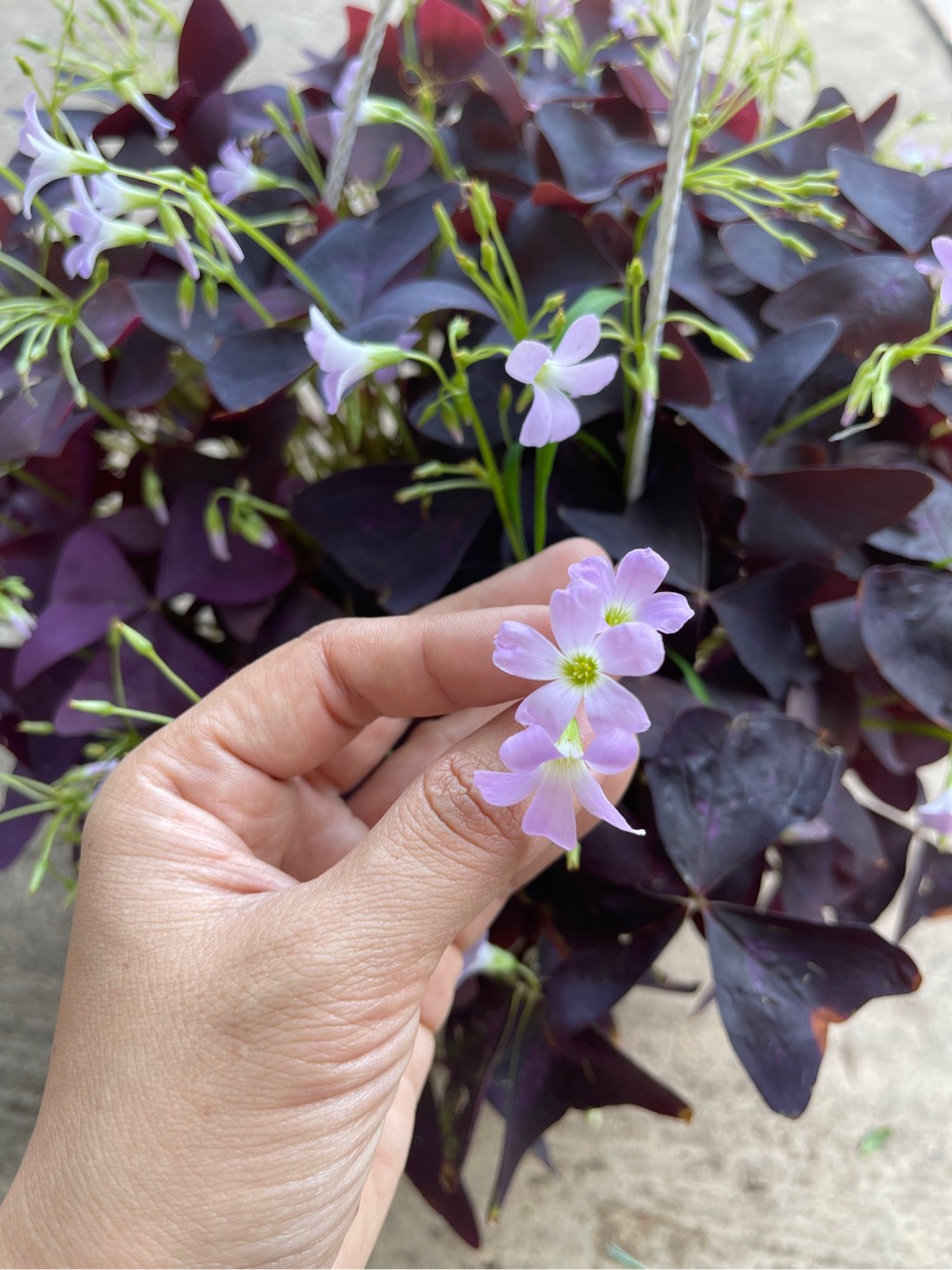 Chậu cây hoa bướm đêm