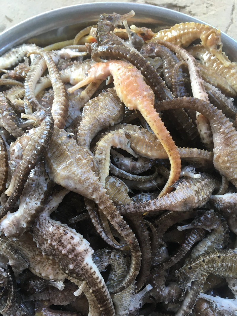 KHÔ CÁ NGỰA ( HẢI MÃ) SIZE TỨ 11cm - 12cm