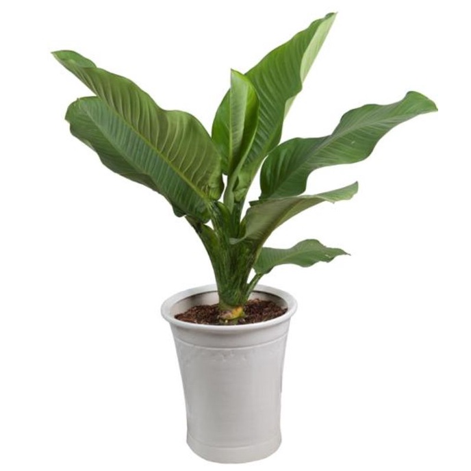 CÂY ĐẠI TỶ PHÚ (CÂY PHONG THỦY PHÁT TÀI)
