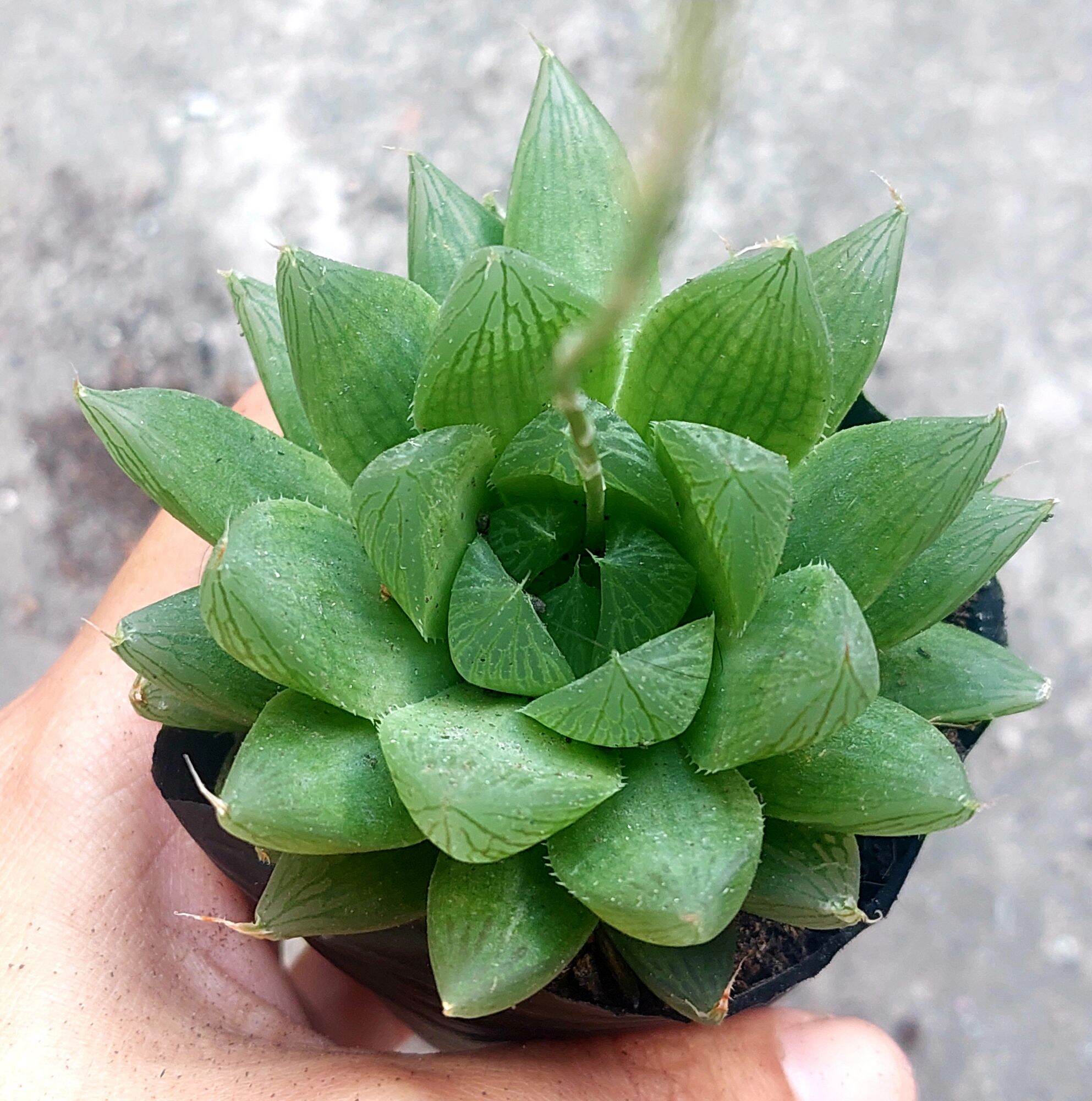 Sen đá NGỌC ĐUỐC size bầu