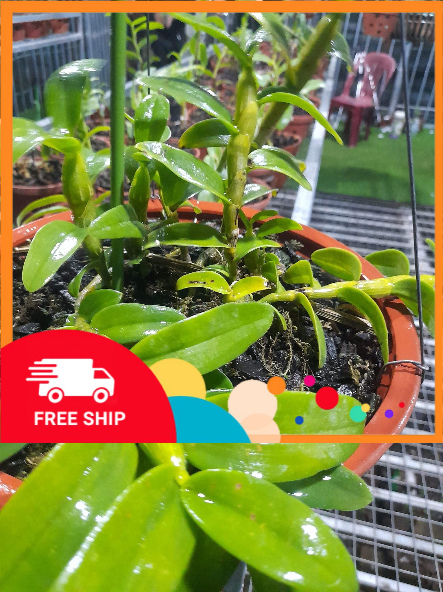 (LAN ĐỘT BIẾN) Chậu Lan Phi điệp 5 CÁNH TRẮNG HIỂN OANH, 3 thân mập ú ấm chậu