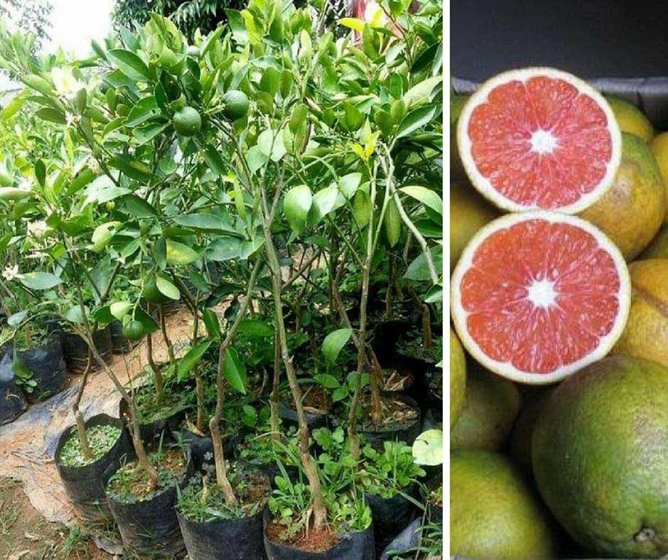 Cây giống cam cara không hạt + tặng 3 cây giống chè xanh