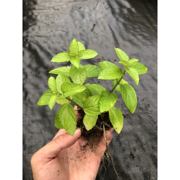 Combo 5 Cây Bạc Hà Âu- Pháp - EUROMINT