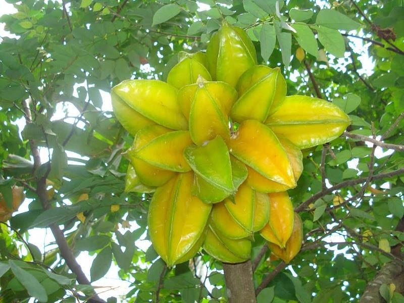 Hạt Giống Khế NGọt Siêu Quả - 1 gói 5 hạt