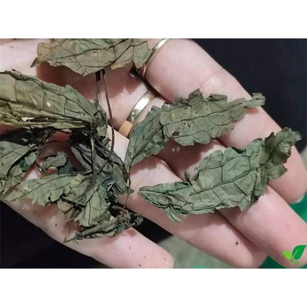 Lá Đắng ( Lá Cơm Kìa Rừng Tây Bắc ) Túi 500Gr