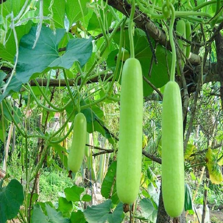 Hạt giống Bầu Sao quả dài cao sản