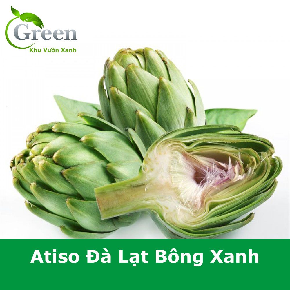 Hạt Giống Atiso Đà Lạt Bông Xanh Bông Lớn Tròn Đều