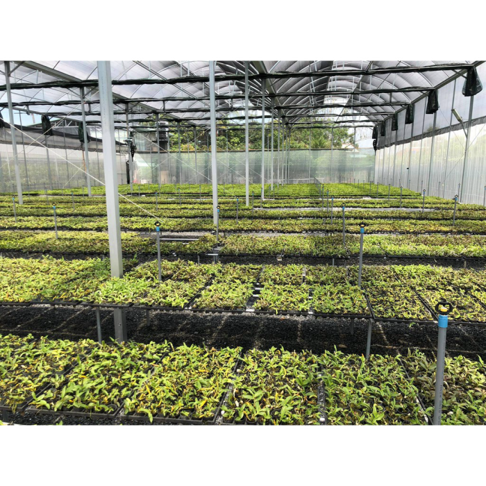 hoa lan giả hạc, phi điệp hồng mỹ nhân