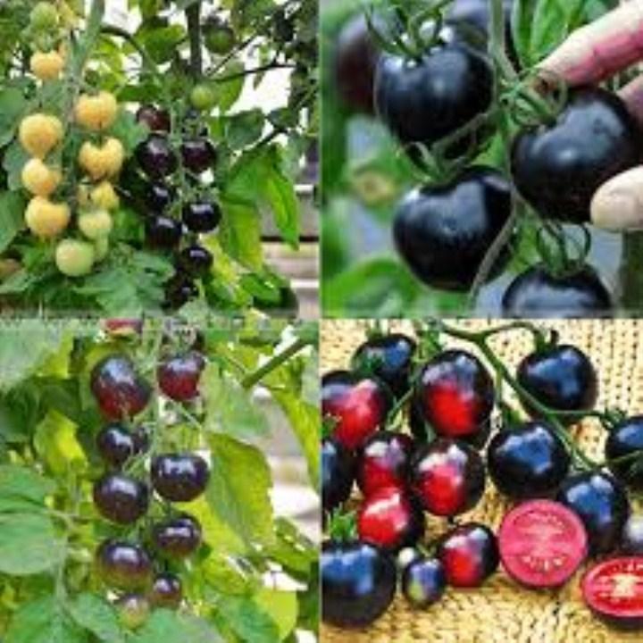 Gói 30 hạt giống cà chua đen