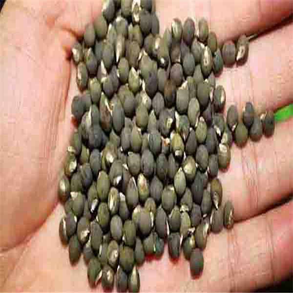 Okra seeds - High Quality Seeds