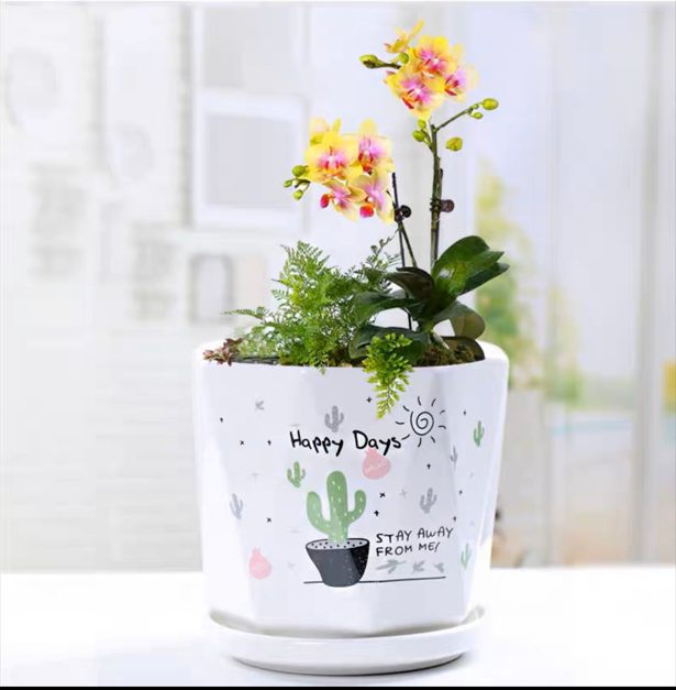 Chậu trồng cây size 17cm - kèm đĩa đựng nước