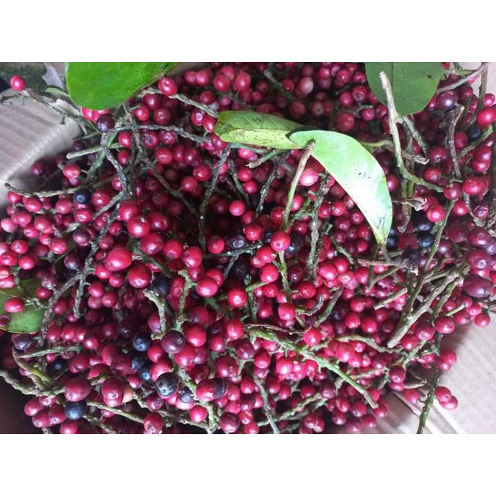cây Giống chòi mòi ( cây ghép 18 tháng cho trái) (mksieko)