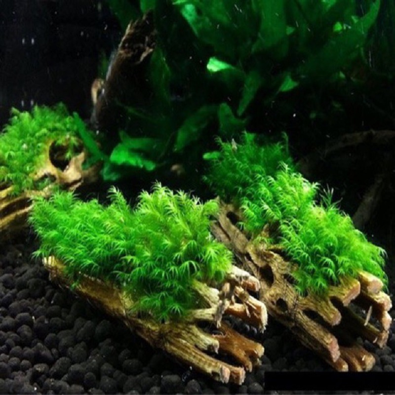 Lũa CHOLLA cho tép cảnh - LŨA XƯƠNG RỒNG -phụ kiện tép cảnh - shopleo