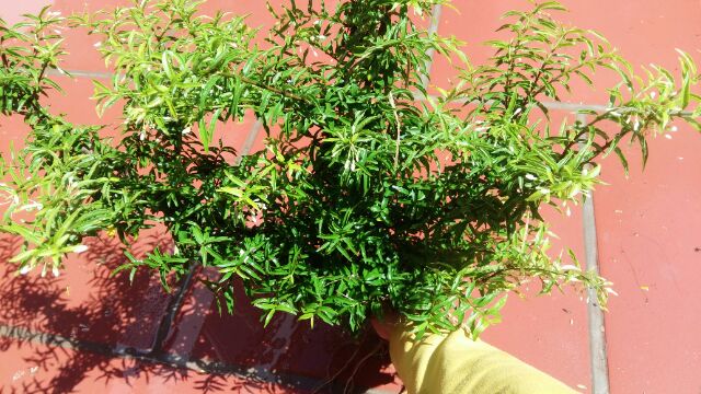 Cây Mai Chiếu Thủy Bon sai mini