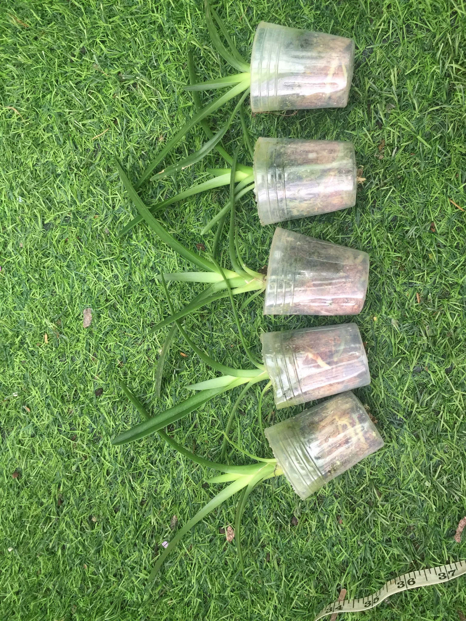 Kiếm vàng thái lá trơn