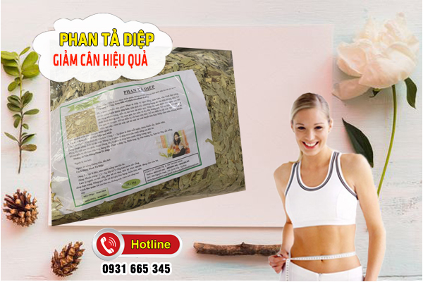Phan Tả Diệp Khô 1KG - Đông Y Thanh Bình
