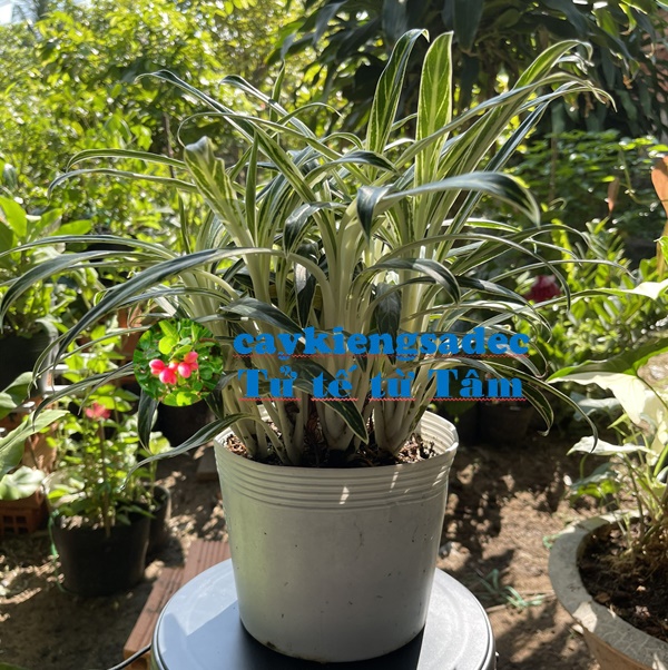 Cây thu tiền + tặng phân bón cho cây khỏe