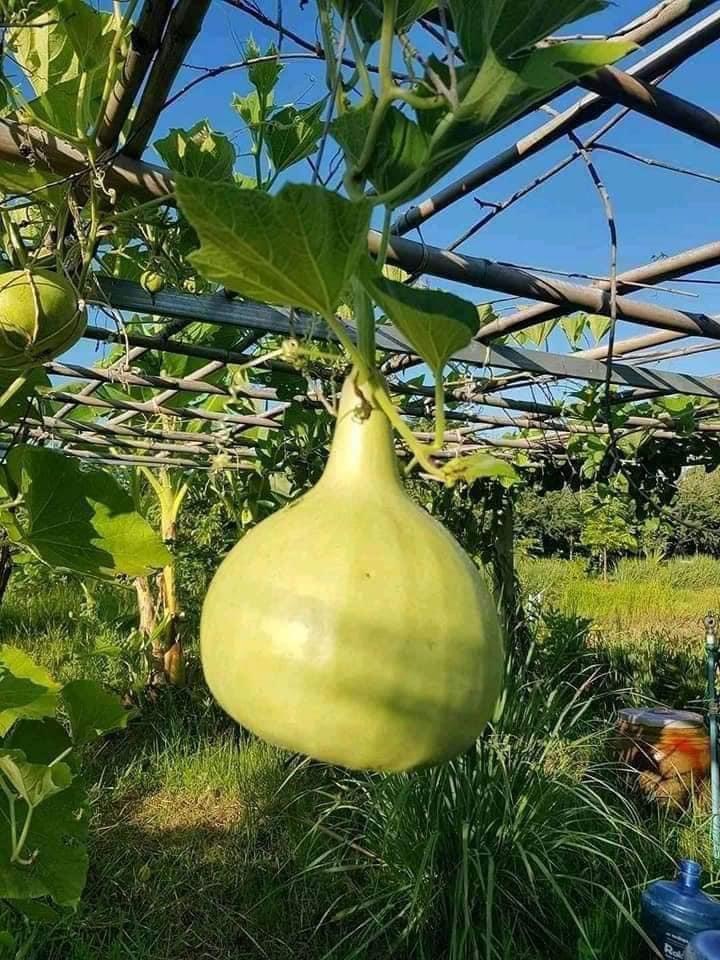 Hạt giống bầu hồ lô