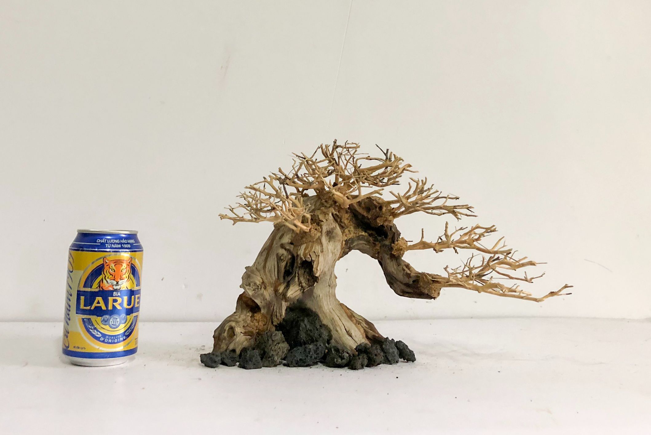 LŨA THUỶ SINH - Dáng Bonsai - Linh sam ghép tán xương