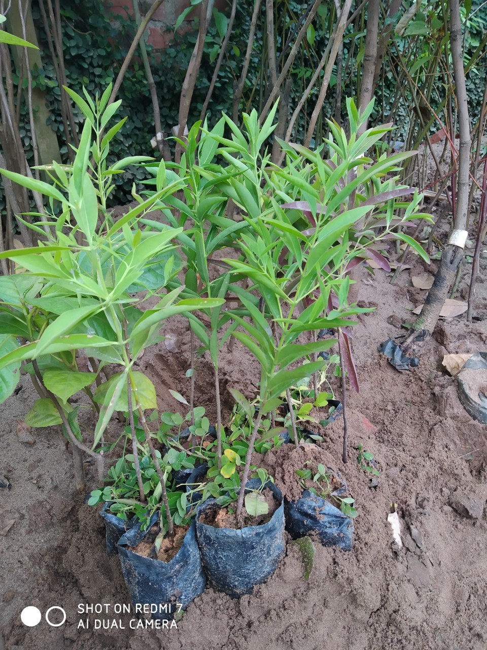 Cây giống gỗ đàn hương Ấn Độ thuần chủng