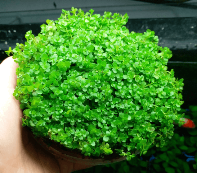 TRÂN CHÂU NGỌC TRAI THỦY SINH (1 TẤT)