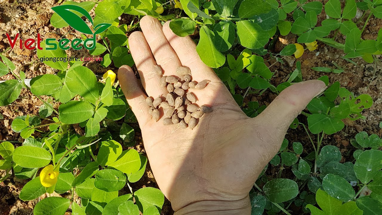 Hạt giống cỏ lạc dại (đậu phộng) trồng thảm 100g (khoảng 650-700 hạt)