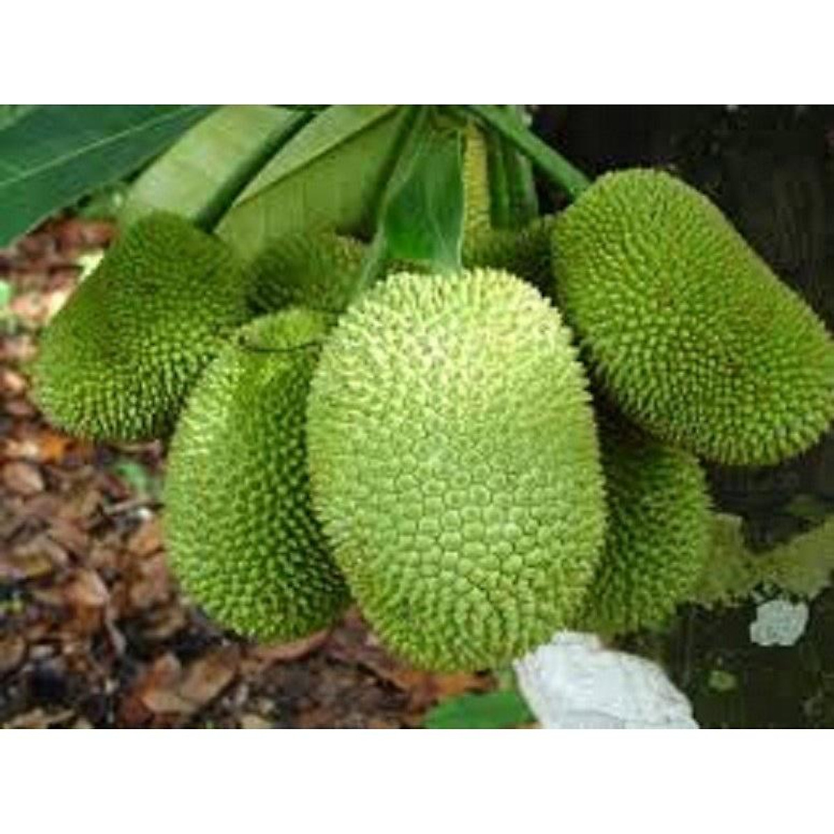 CÂY GIỐNG MÍT TỐ NỮ