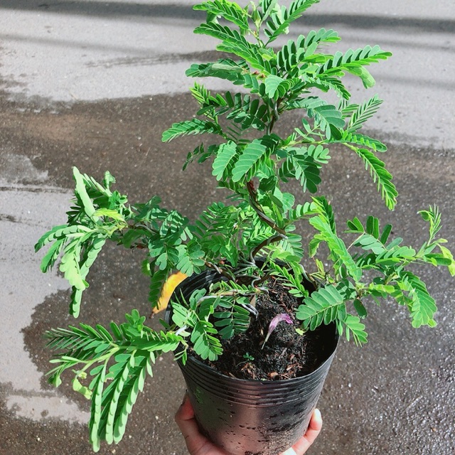 [HCM]Cây Me Bonsai