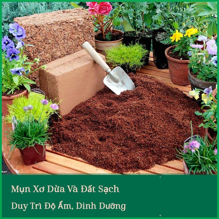MỤN DỪA ĐÃ QUA XỬ LÝ SFARM_5dm