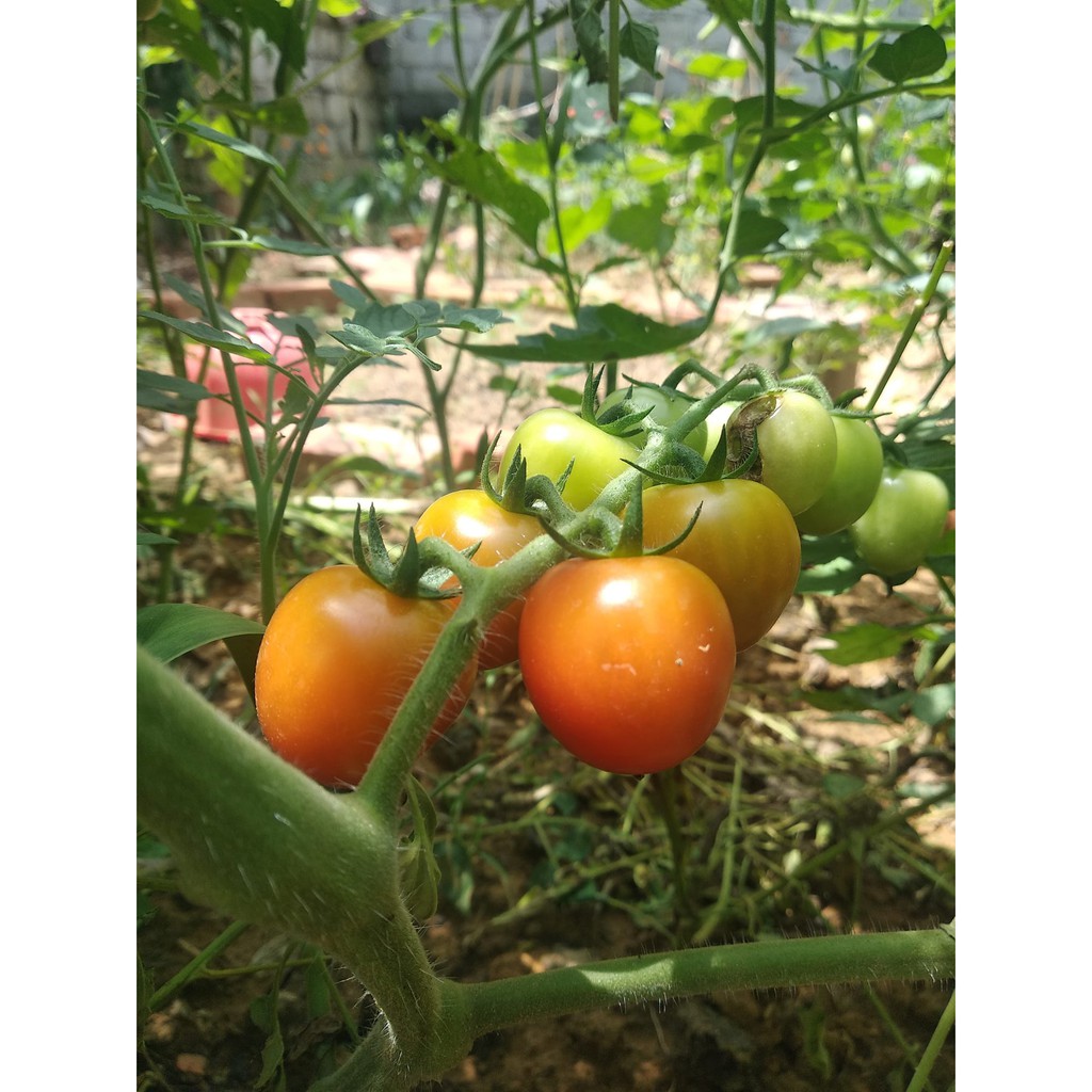 HẠT GIỐNG CÀ CHUA CHERRY ĐỎ F1