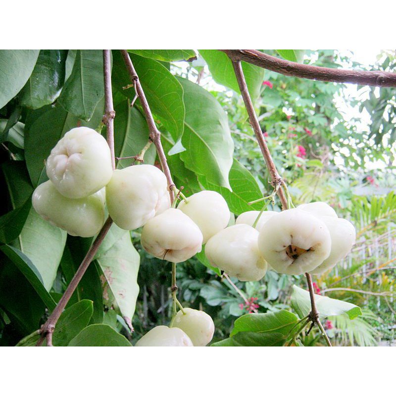 Cây Mận Trắng Sữa (siêu sớm)(CÂY GIỐNG NGỌC HIẾU)
