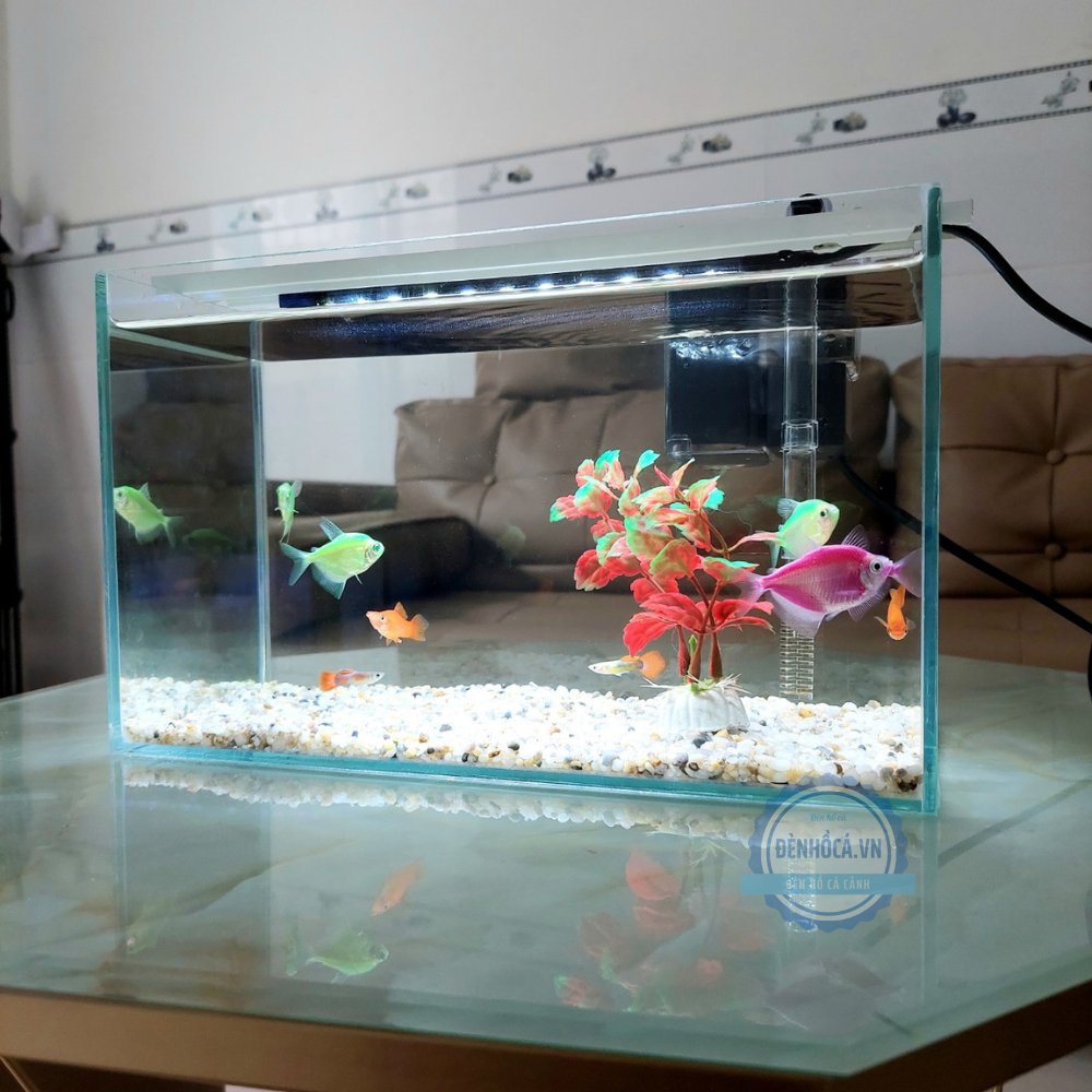 Bể cá mini 30cm COMBO đầy đủ phụ kiện