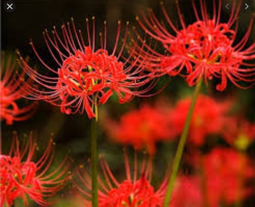 Củ Hoa Bỉ Ngạn Màu Đỏ