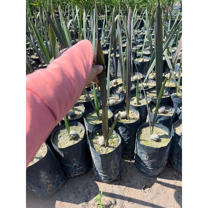 CÂY GIỐNG KÈ BẠC ( TRỒNG CHẬU ĐƯỢC )