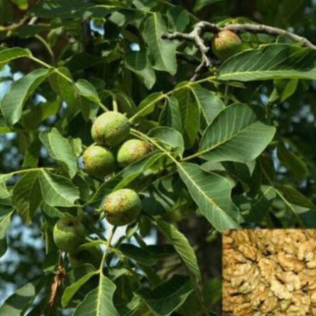 Cây Giống Óc Chó, Chống Chịu Tốt