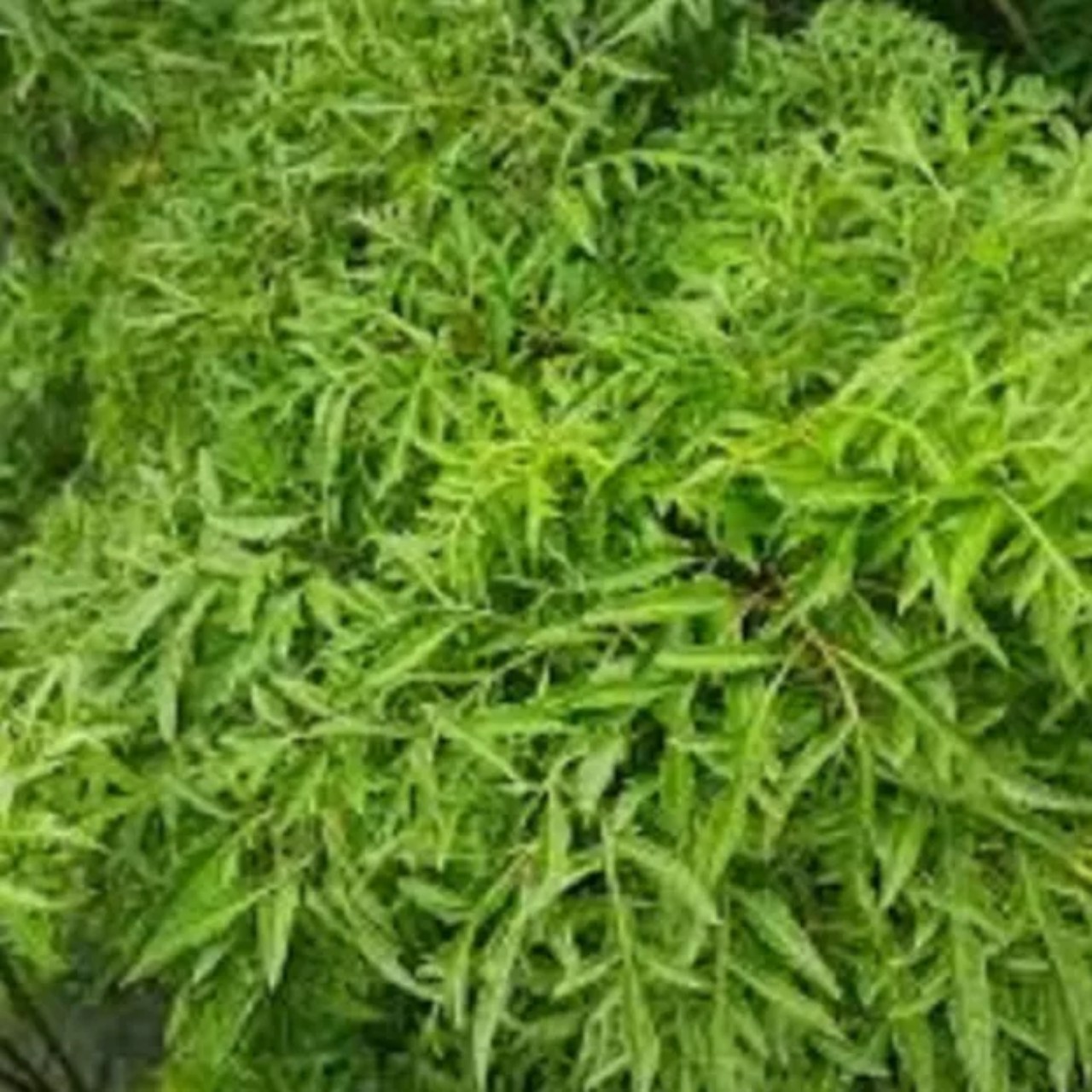 1kg thân và nhánh lá đinh lăng tươi