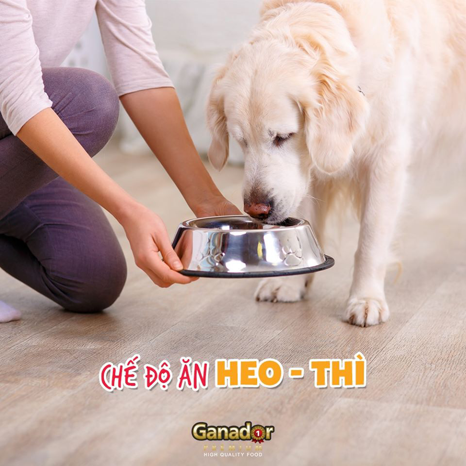 Hạt cho chó Fib's bao 20kg xá