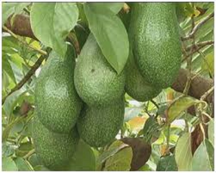 [Học Viên Nông Nghiệp I ] CÂY GIỐNG BƠ SÁP XANH