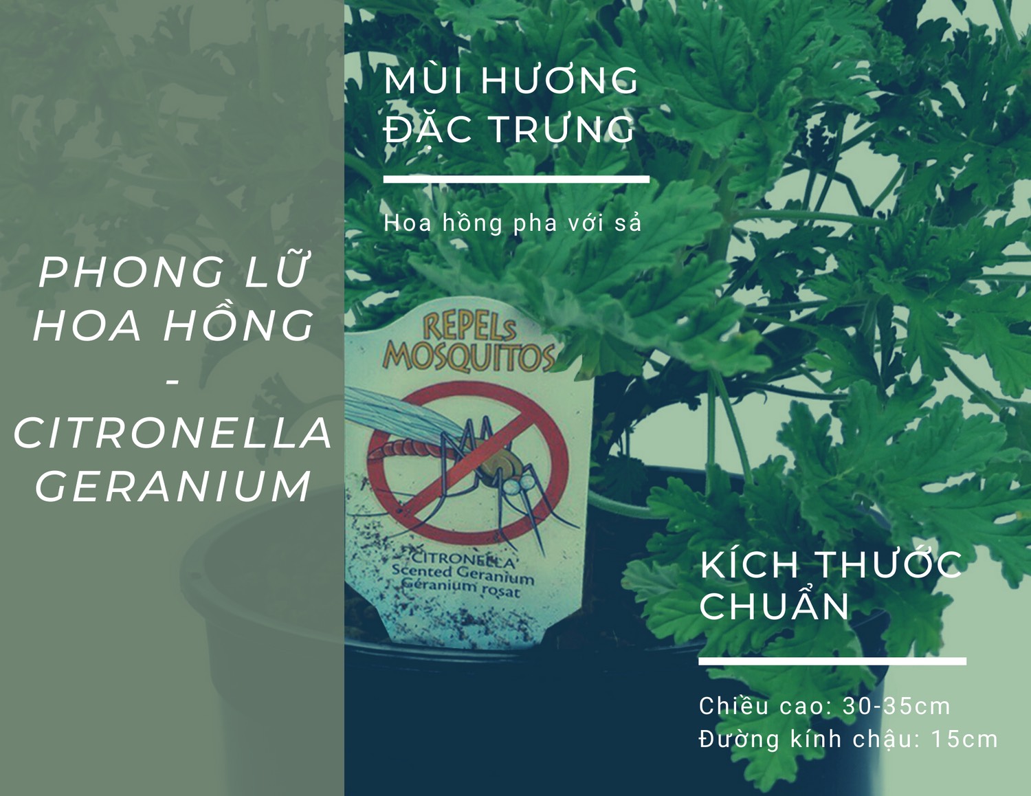 Phong lữ hoa hồng | Citronella Geranium