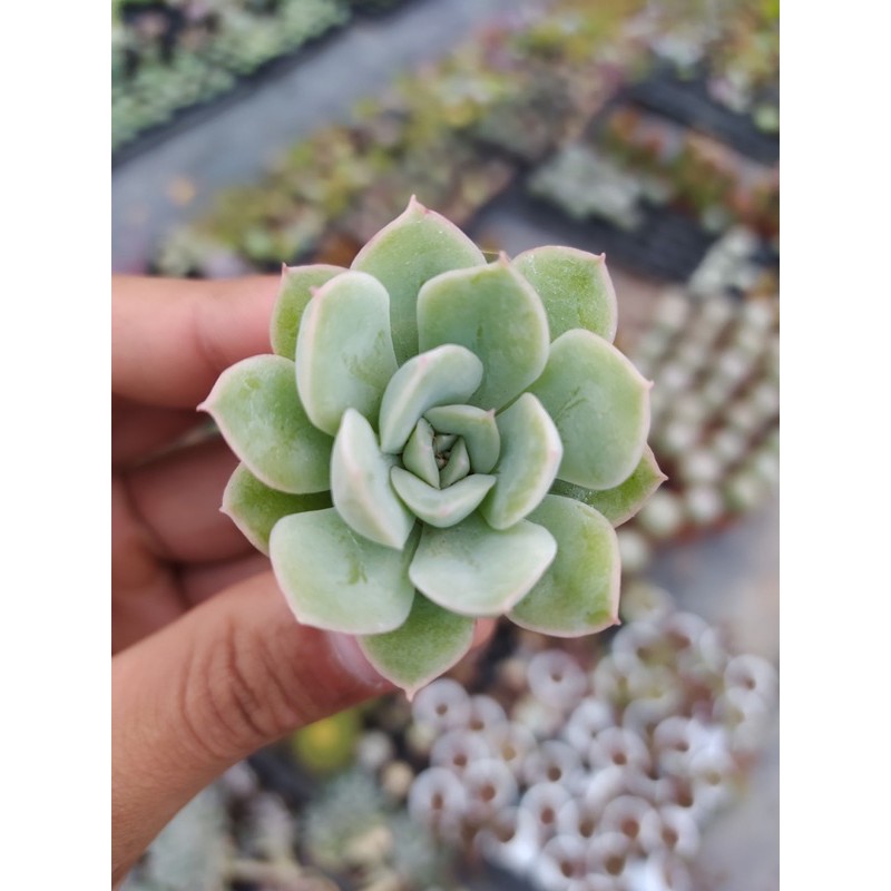 SEN ĐÁ LIÊN ĐÀI ĐÀ LẠT SIZE MINI  HƯ 1 ĐỔI 1  SIÊU CUTE