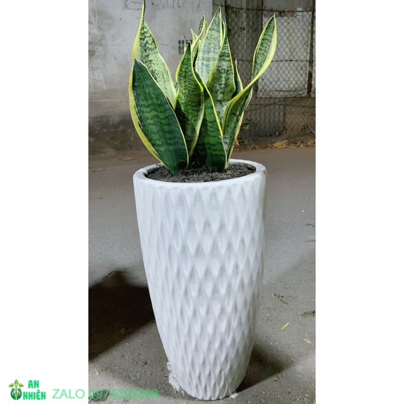 Chậu lưỡi hổ