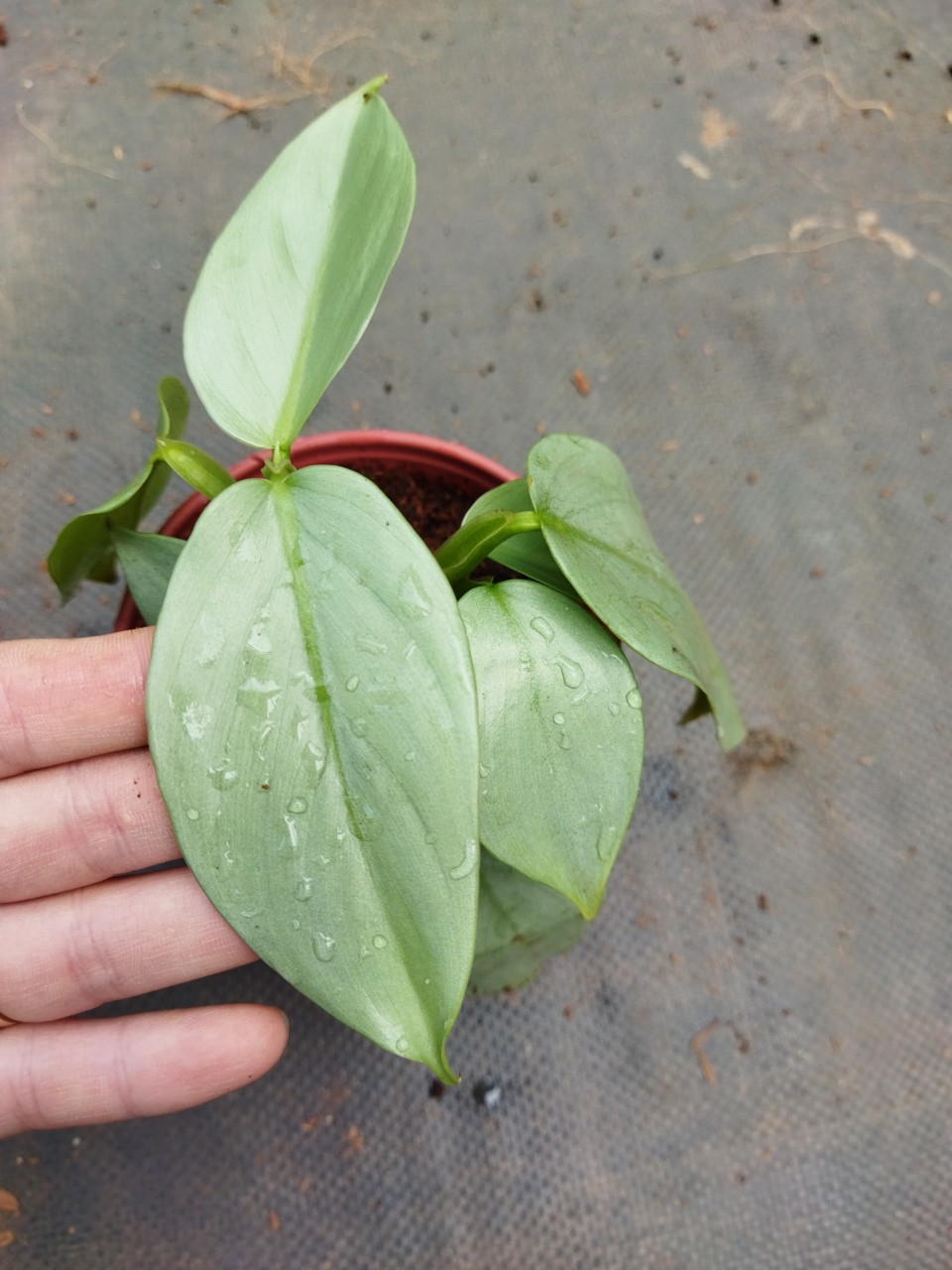 Trầu Bà Kiếm Bạc - Philodendro Hastatum